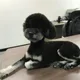 구르미
