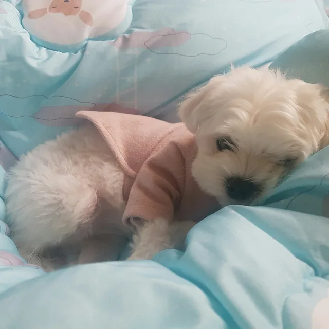 루비맘
