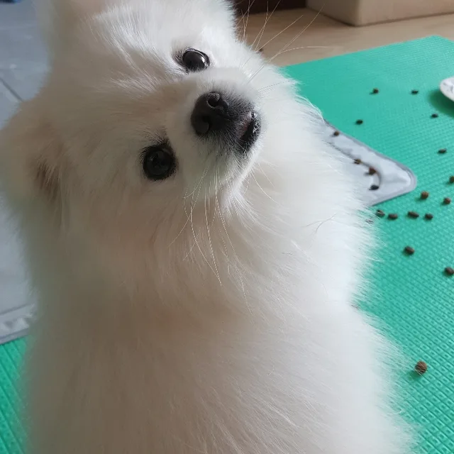 순자냥
