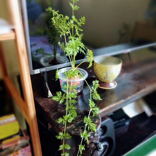 당끈
