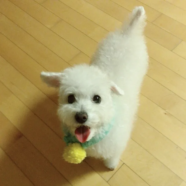 봉자맘