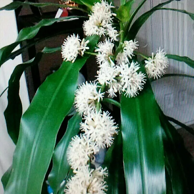 행운목