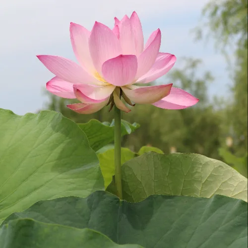 냥이아롱이맘