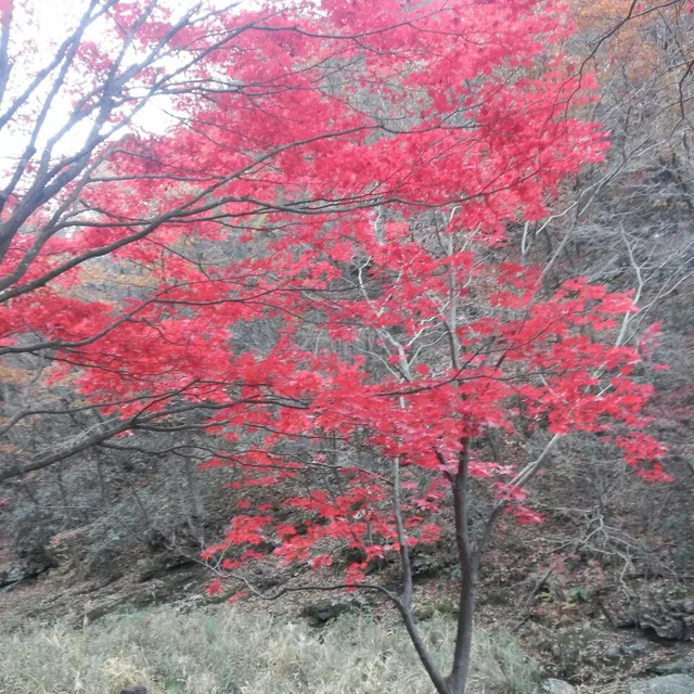 위종식