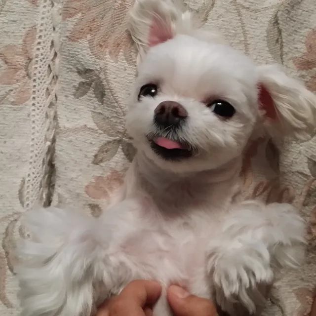 고구미