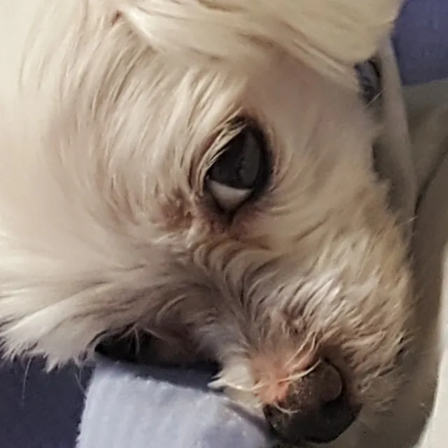 용용구리