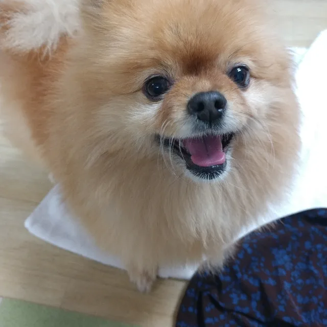 다온