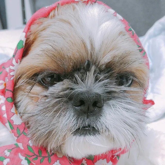 머루언니