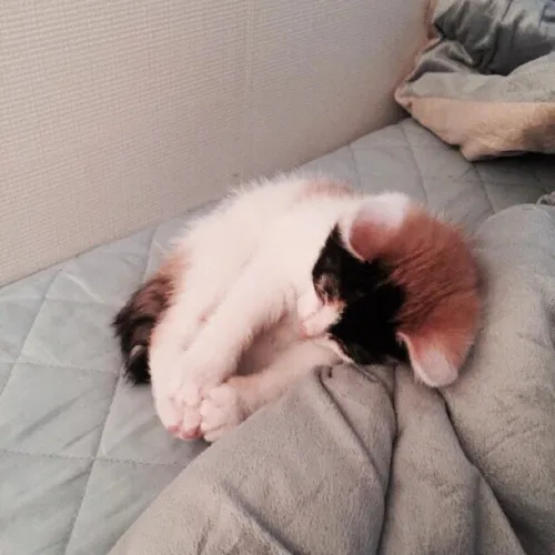 토리언니