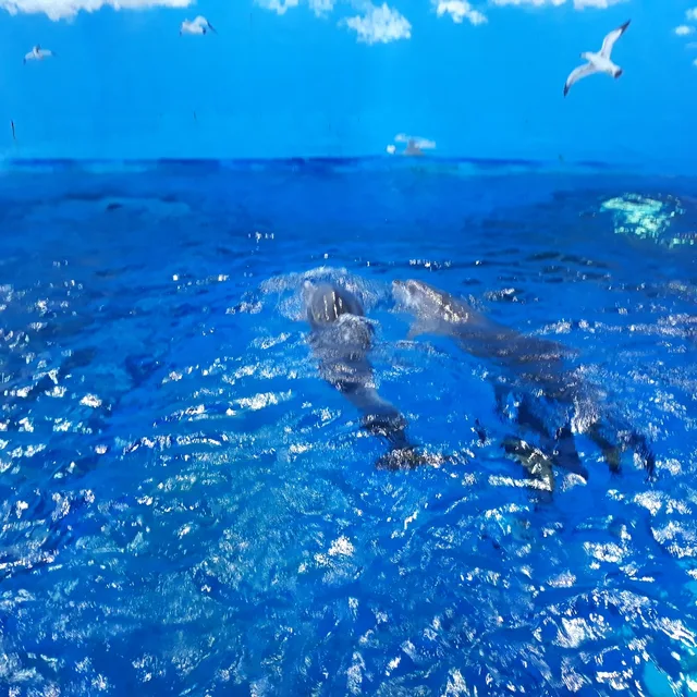 면티