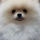 요로히히