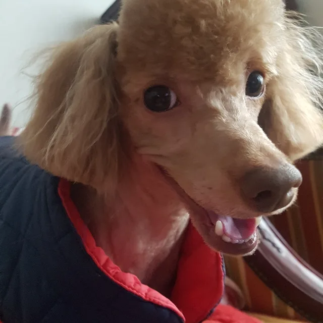 호야