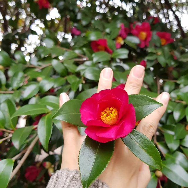 카멜리아