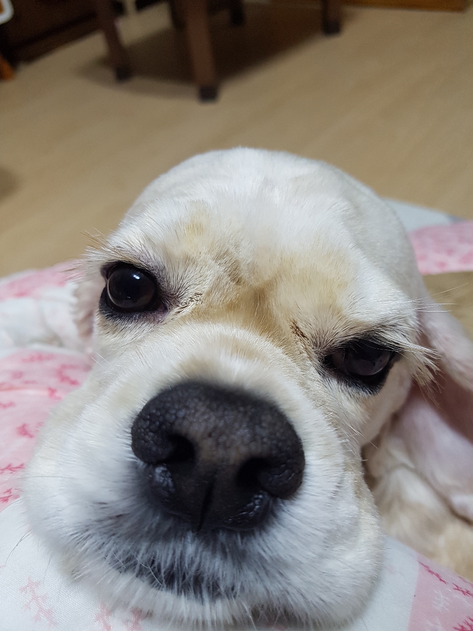 우디우디
