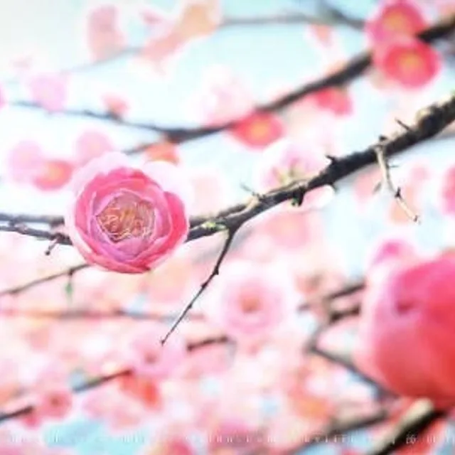 허브향기