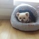 사랑이