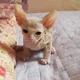 운디네