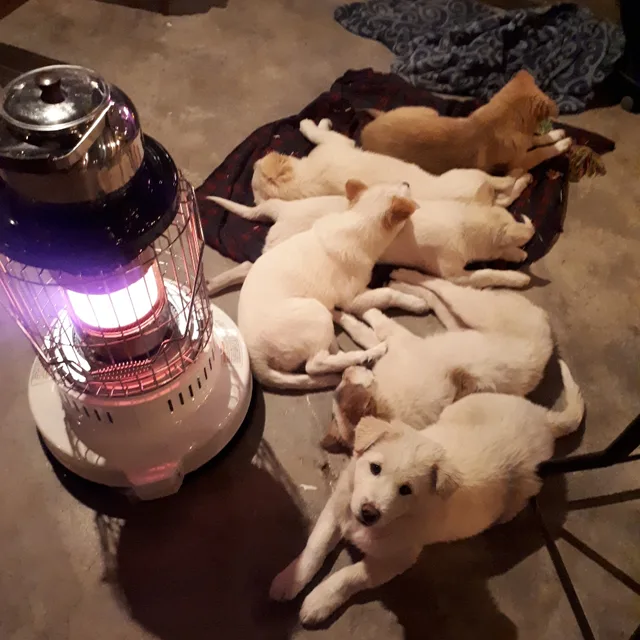 래비톨