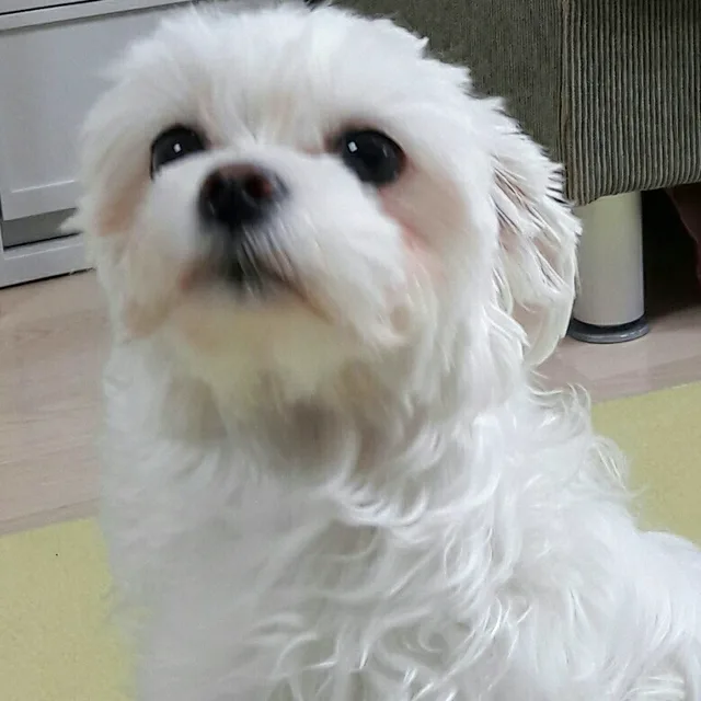 핑크사과