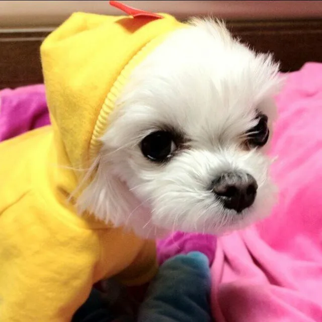 사랑이네