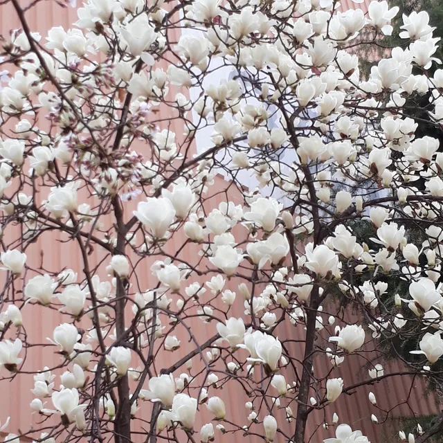 꽃사슴