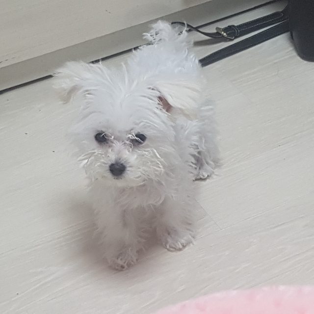 두리공주