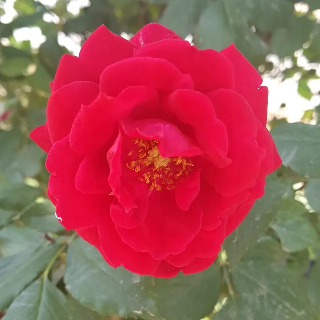 콩이사랑