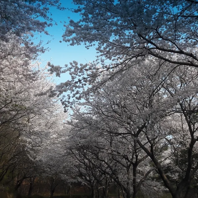 루카