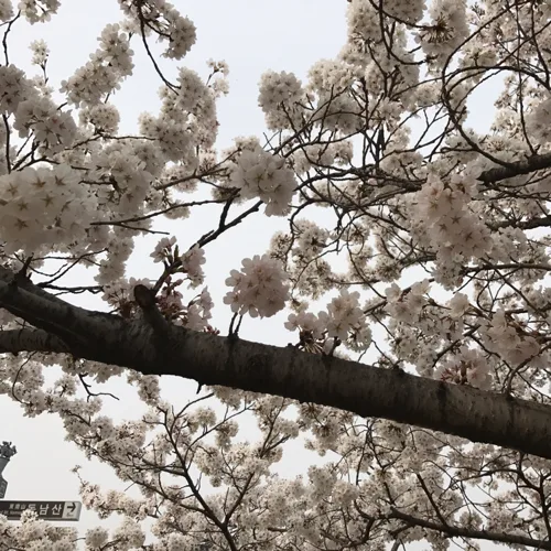수수