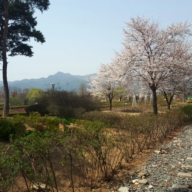 해피