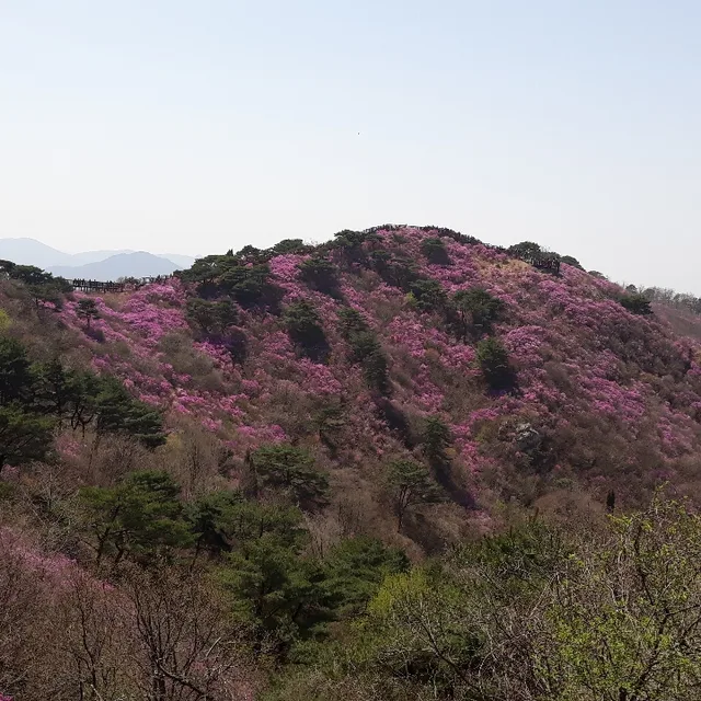 플래시