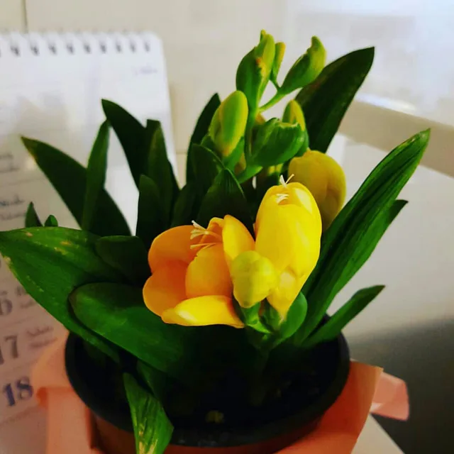 오로라