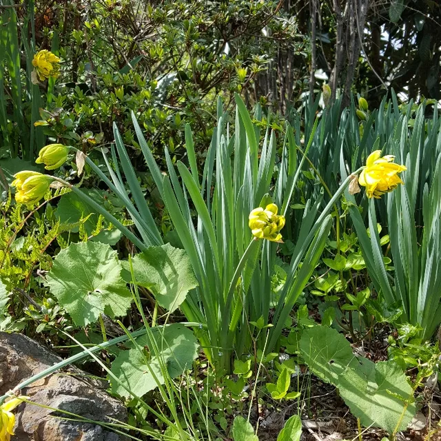 들꽃처럼