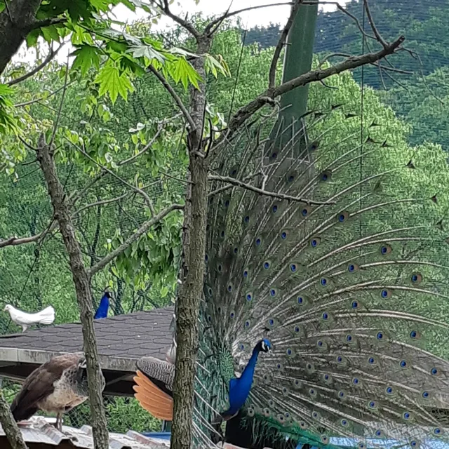 용산야자