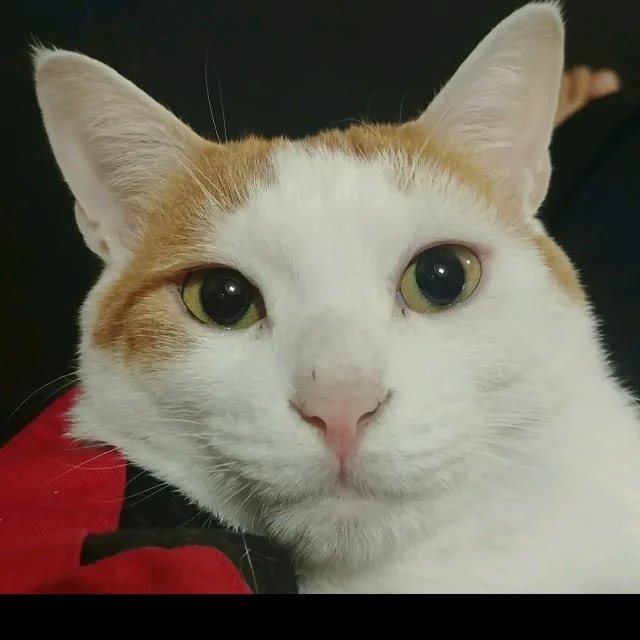 김치삼겹살