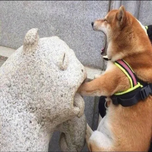아기사자어흥