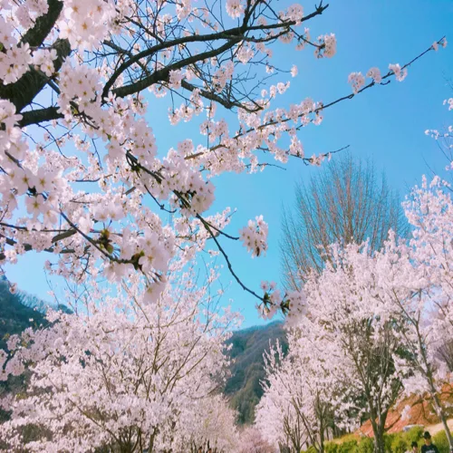 요미요미