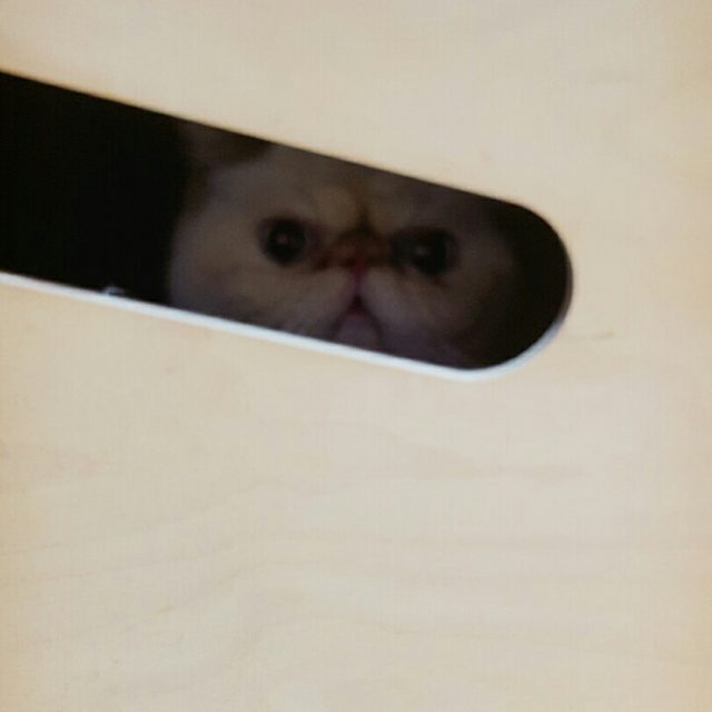푸딩이이모