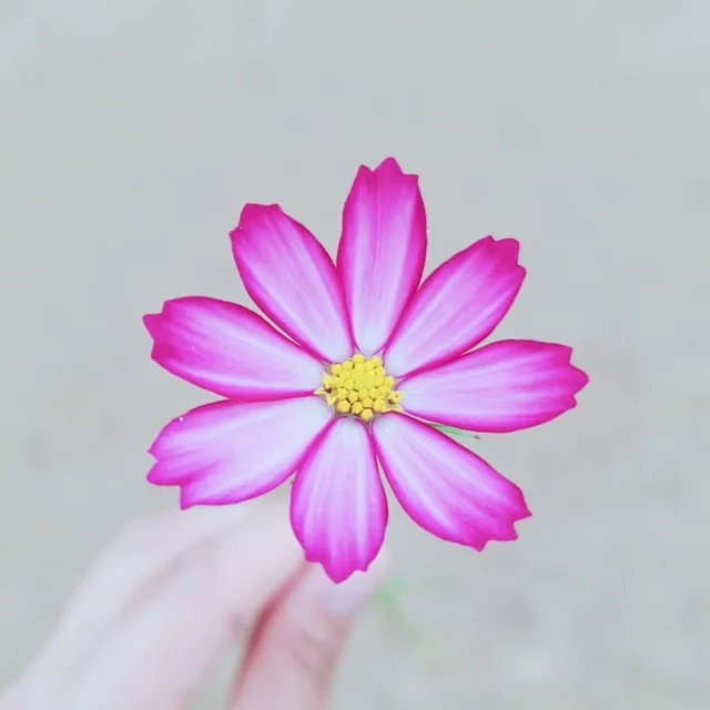 롤리롤리