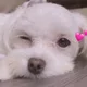 아이리스