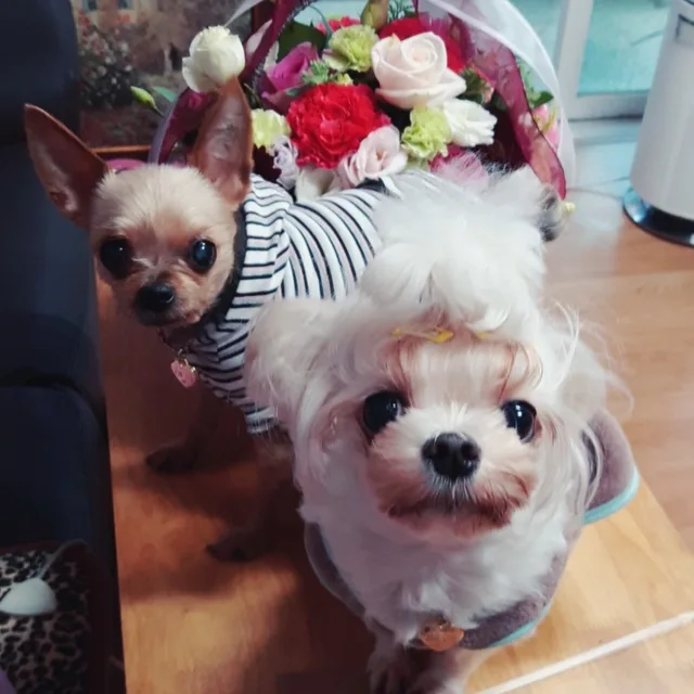 작은아씨