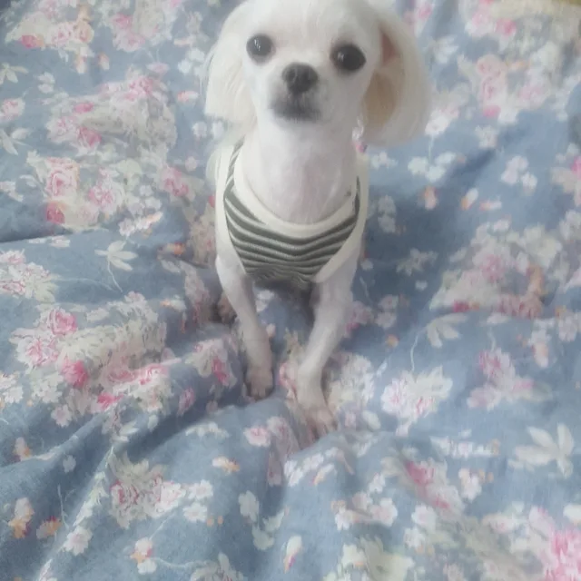 제리는귀여워