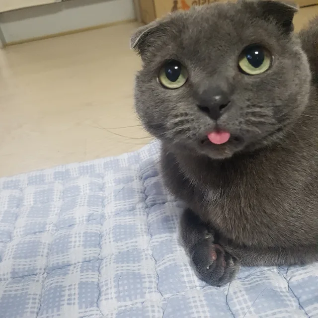 애옹이