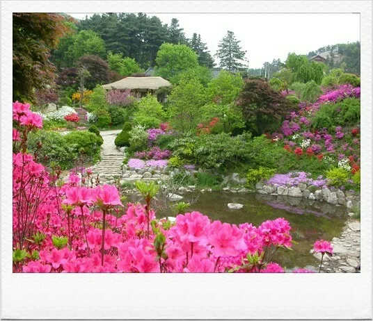 언제나무지개