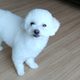 사랑둥이