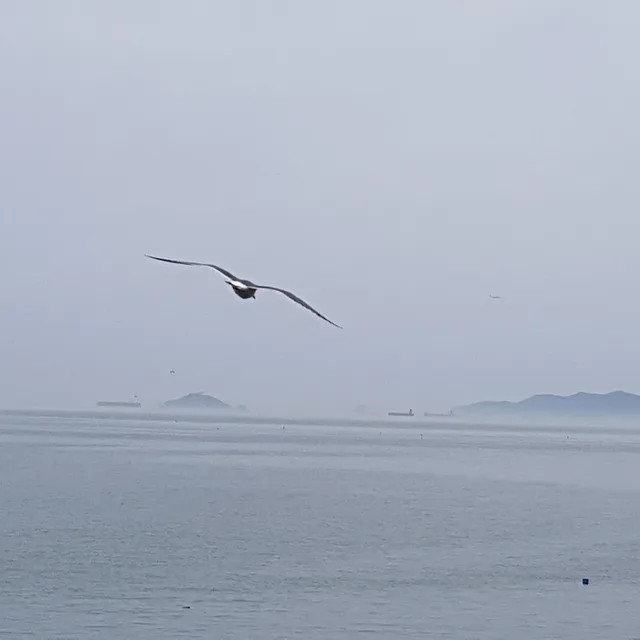 디플리