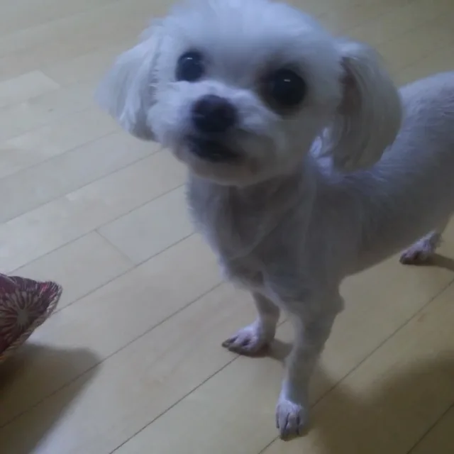 몽몽