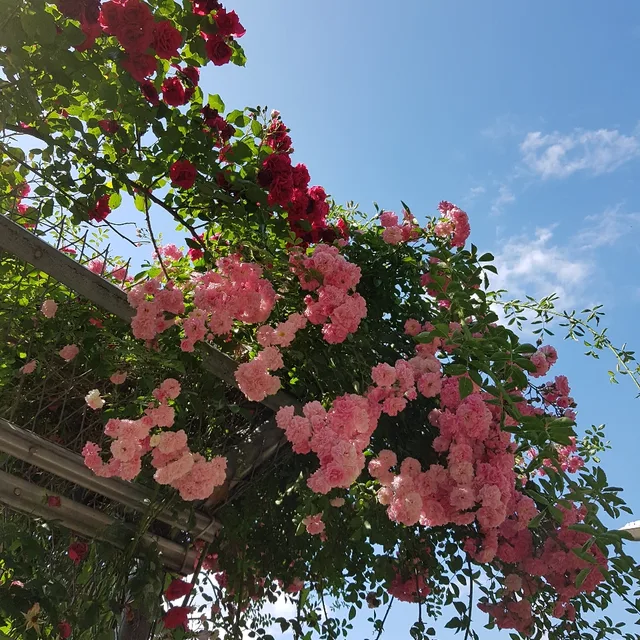 라임