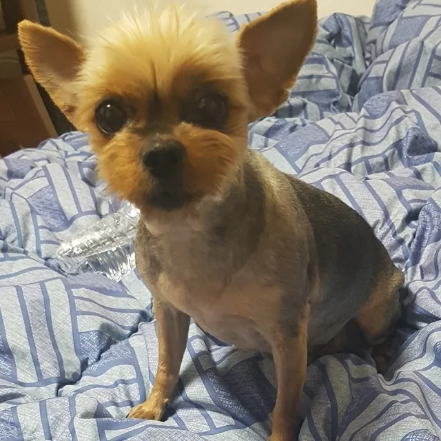 비니
