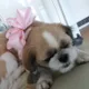 똘롱